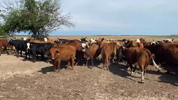 Lote 55 Vacas CUT preñadas en Saladas, Corrientes