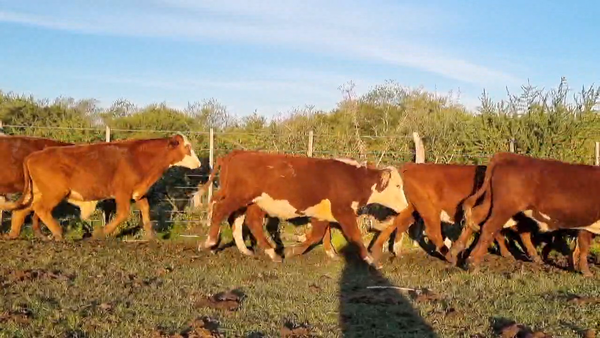 Lote 60 Novillitos