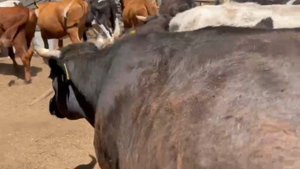 Lote 40 Vaquilla Engorda en María Pinto, Región Metropolitana