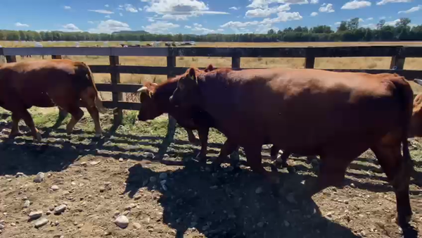 Lote 17 Novillo Gordo en Futrono, XIV Región Los Ríos