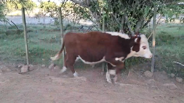 Lote 40 Terneros