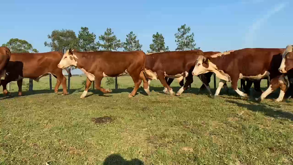 Lote 50 Novillos