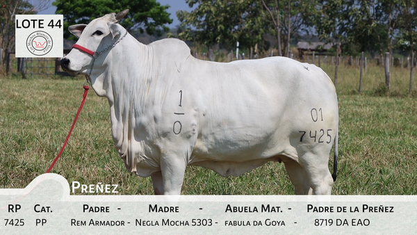 Lote LOTE 44