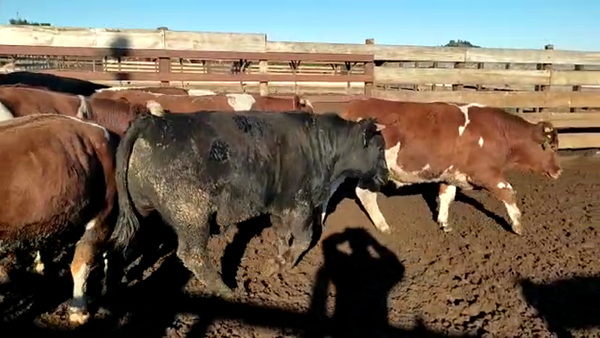 Lote 40 Novillo Gordo en Los Ángeles, VIII Región Biobío