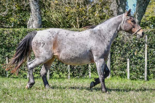 Lote Lote 15 Cocoa del Paso rp 187