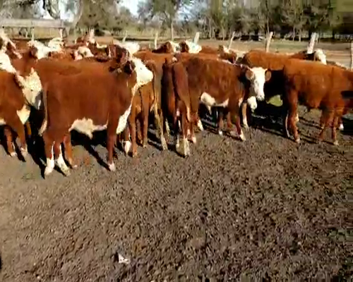Lote 65 Terneros en Villaguay, Entre Ríos