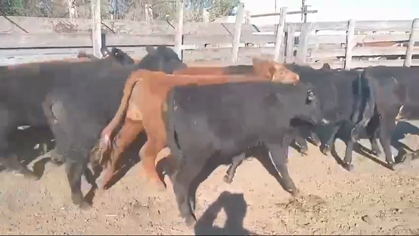 Lote TERNEROS