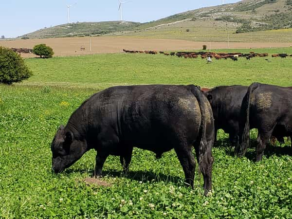 Lote TOROS MANCHEGA