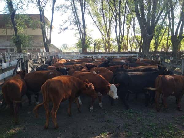 Lote 55 Terneras en Gral. Lamadrid, Buenos Aires