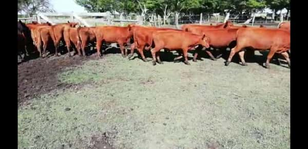 Lote 22 Novillitos en Villaguay, Entre Ríos