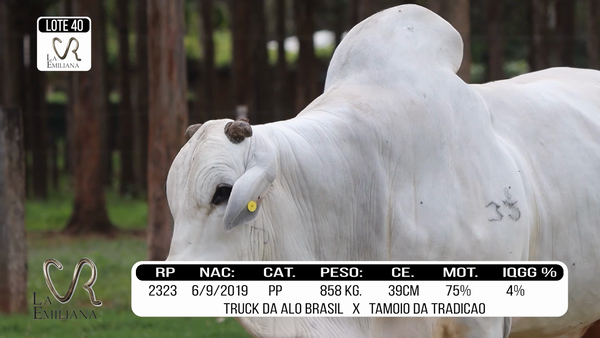 Lote LOTE 40