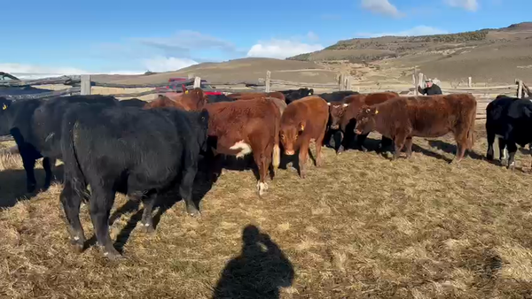 Lote 25 Novillo Engorda en Coyhaique, XI Región Aysén