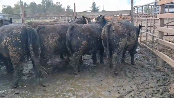 Lote 20 Vaquilla Gorda en Los Ángeles, VIII Región Biobío