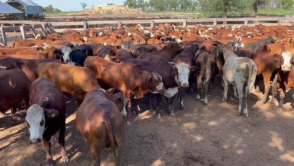 Lote 155 Novillitos en J.J. Castelli, Chaco