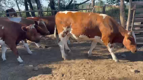 Lote 45 Novillo Gordo en Linares, VII Región Maule