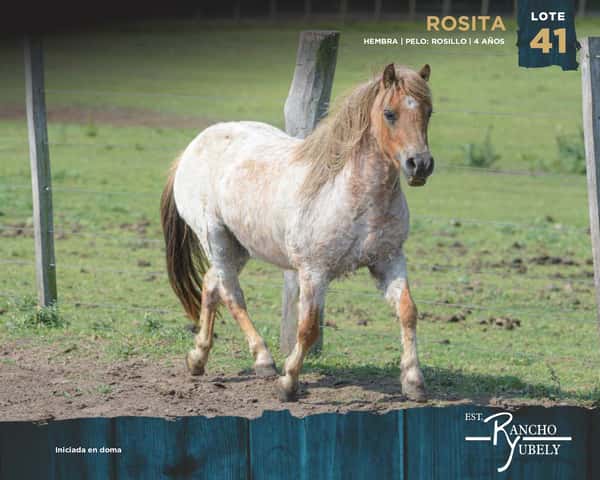 Lote Rosita