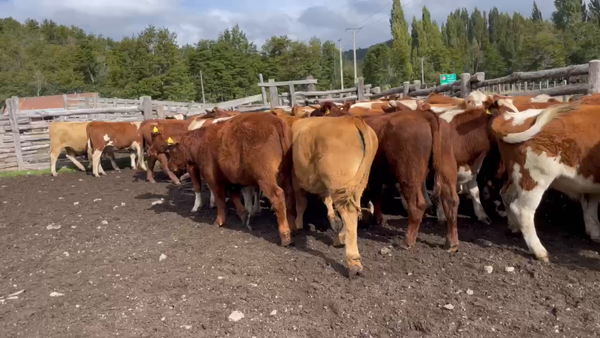 Lote 50 Novillo Engorda en Coyhaique, XI Región Aysén
