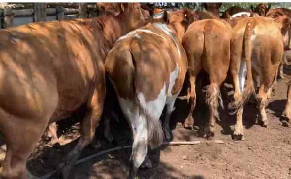 Lote 20 Novillo Engorda en María Pinto, Región Metropolitana