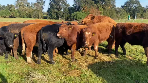 Lote 23 Novillo Engorda en Los Muermos, X Región Los Lagos