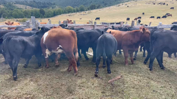 Lote 57 Ternero en XI Región Aysén, Coyhaique