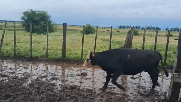 Lote 172 Novillos 1 a 2 años en Estación Meneses, Artigas