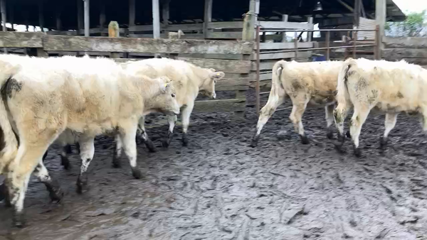 Lote 35 Ternera en Puyehue, X Región Los Lagos
