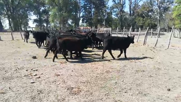 Lote 40 Terneros en Concordia, Entre Ríos