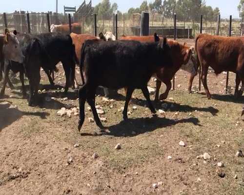 Lote 88 Terneros en Coronel Suarez, Buenos Aires