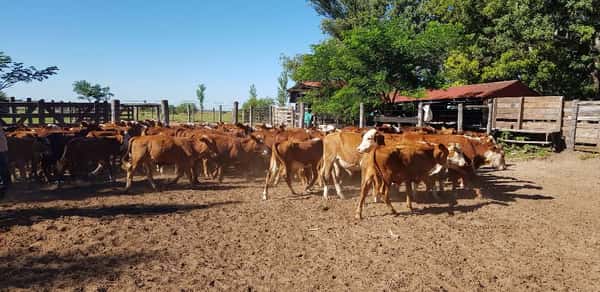 Lote 75 Terneros en Esquina, Corrientes