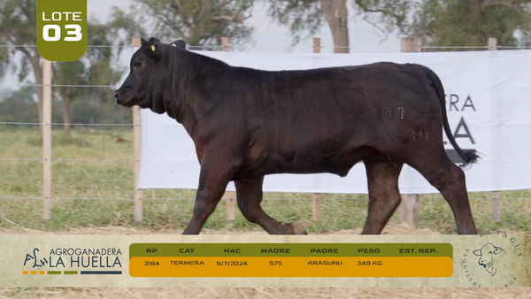 Lote LOTE 3