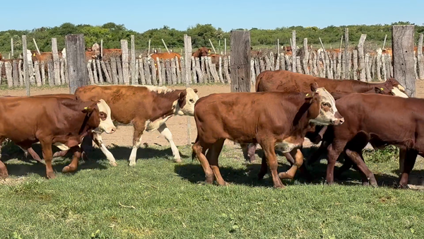 Lote 185 Terneros en Corrientes, San Roque