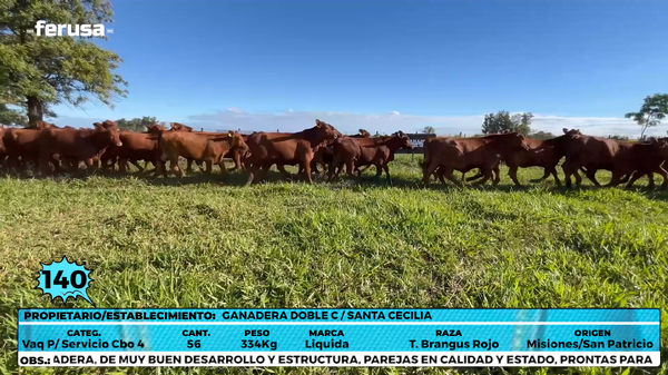 Lote LOTE 140 - EN VIVO
