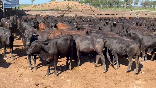 Lote 145 Novillitos en J.J. Castelli, Chaco