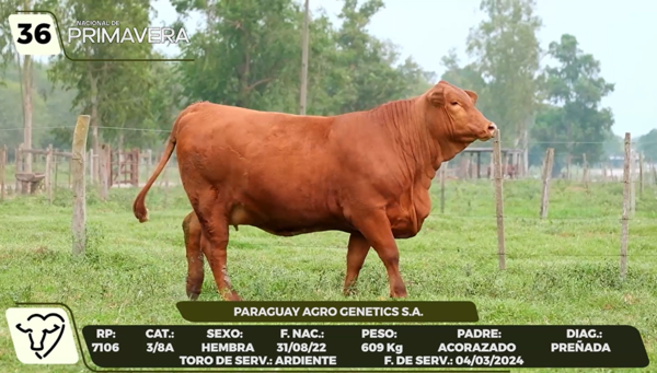 Lote LOTE 36- CAMPO