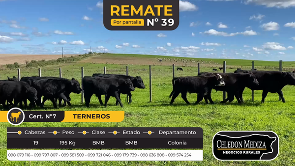 Lote 19 Terneros en Colonia