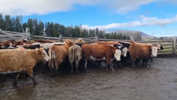 Lote 50 Novillo Engorda en Coyhaique, XI Región Aysén