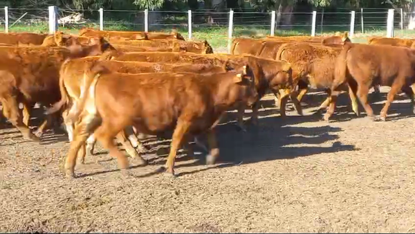 Lote 70 Terneros EN DAIREAUX