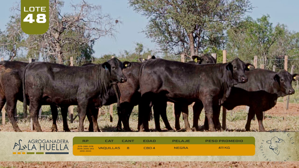Lote LOTE 48