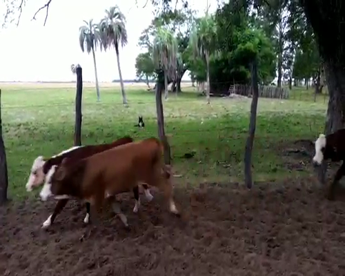 Lote 145 Terneros en San Roque, Corrientes