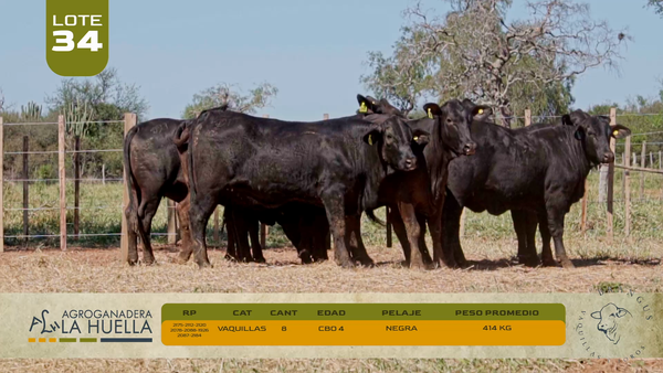 Lote LOTE 34