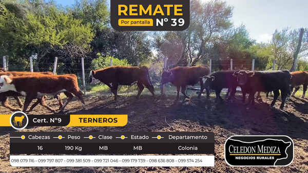 Lote 16 Terneras en Agraciada, Colonia