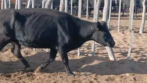 Lote 60 Vacas de invernar