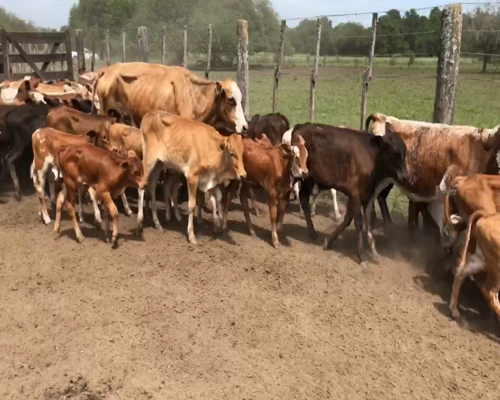 Lote 168 Vacas nuevas C/ cria en Pto. Velaz, Chaco