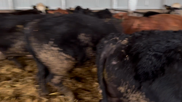 Lote 45 Novillo Gordo en Llanquihue, X Región Los Lagos