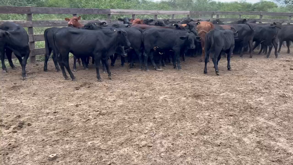 Lote 70 Terneras en Juan José Castelli, Chaco