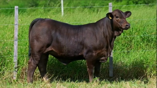 Lote Hembras