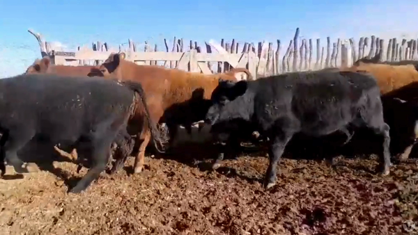Lote 88 NOVILLOS