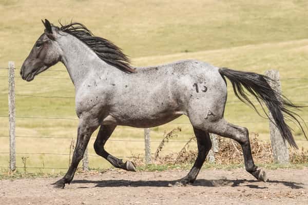 Lote MANGRULLO NARANJA