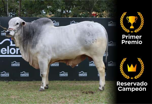 Lote Nelore a Bozal Expo Internacional 2022 RP 5407  - Lote 14