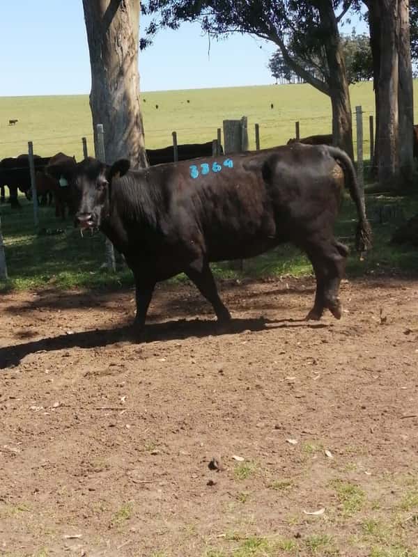 Lote 6 VACAS SA VACIAS